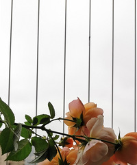 ����ͻȻ�붬����̨�ϵĻ�Ҳ���˹�Ʒ��������֧�������޵İ�