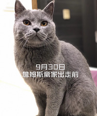 我家蓝猫离家出走53天,接受了社会的毒打瘦成皮包骨回归家庭