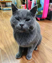 我家蓝猫离家出走53天,接受了社会的毒打瘦成皮包骨回归家庭