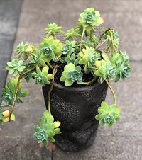 ������������޷��԰Σ��Ҳ��������⣬�����ñ�ϩ���ϸ��컨��