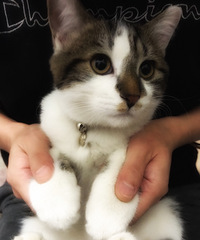 平时在家里蛮横的猫在医生面前都很温顺,这是为什么呢?