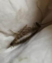 最近家里挺多这种虫子,闹心…
