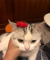 为我家的2只猫找男朋友,一只美短,一只银渐层,性格乖巧温顺