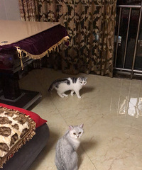 为我家的2只猫找男朋友,一只美短,一只银渐层,性格乖巧温顺