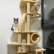 下血本买的猫爬架