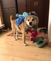 我家柴犬胖得出门就要被路人问吃的啥,现在减肥成功重回颜值巅峰