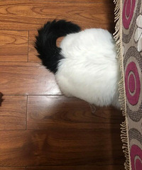 谁再说猫的智商不高我跟谁急,我藏在抽屉里的橡皮筋它都能翻出来