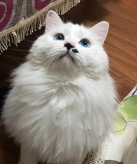谁再说猫的智商不高我跟谁急,我藏在抽屉里的橡皮筋它都能翻出来