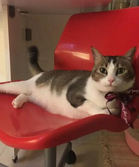 我家12斤重的田园猫胖成猪了,感觉已经抱不动了,想让它减减肥