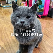 走丢53天的猫回家了