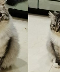 我家的猫虽然才5个月大,但是毛发长得很好,冬天撸起很热火