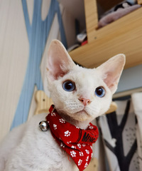 Ϲһֻľëèң˵ëԸ񻹺