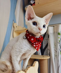 Ϲһֻľëèң˵ëԸ񻹺