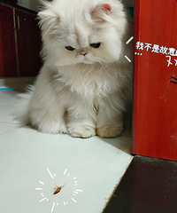 ����һֻ����һֻ����������������һ��һĸ���о����Ҹ�