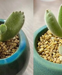 ͯӶཽ˵ˮ³ëҶӺôӴ