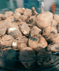 ţһûдĽ֣óԺˣֺù