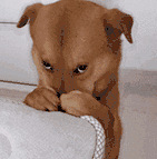 ������ֵ���򡿿ڴ�Ԫ����ˮ��14.9�� ���Ŀ��۵��ݽ�Ͱ69