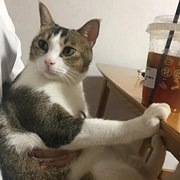 晒晒我家12斤的肥猫