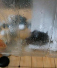 ����������۷循�ʱ�̣��������һֻ���𣬺���������