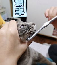 看到网友晒猫咪的牙齿好可爱,于是我家猫咪的刷牙进阶之路也开始