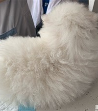 小狗和我只相处了20多天,就因冠状引起的肠胃炎脱水导致去世了