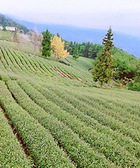 1Сʱ͵Ĳׯ̫ʺˣɲ˼