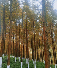 Ȼɽƺĸоɫʷḻ̫˰