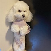 它最近天天和我对着干