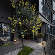 在家阳台上种了一棵树