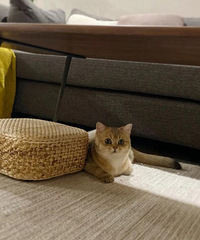 金渐层正面看着有模有样的,可侧面看着为啥越来越像黄鼠狼?