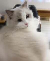 ͬ��˵�ҵ�è�Ǵ����ò��ԣ���ʵ�Ҿ����������ܿɰ�ѽ