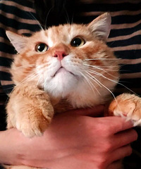 领养了一只过度发腮的橘猫,竟然有13斤重,都说它长得像加菲
