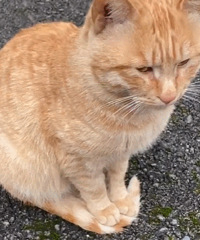 쵽ˣèĽҲᷢ䣬㿴ǰѽβ