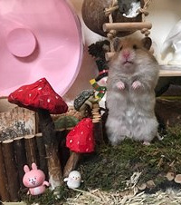 ������ֽ�ǡ��ɹ���˿��DIY��һ��ʥ��С���͸��ҵĲ���