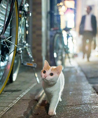 分享一组很治愈的图:来看看街头流浪的小猫都在做什么吧