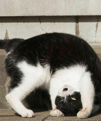 分享一组很治愈的图:来看看街头流浪的小猫都在做什么吧