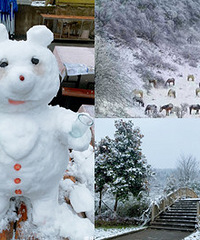 不用去森林公园一样看到超美的雪景