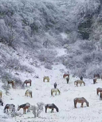 不用去森林公园一样看到超美的雪景,还能堆雪人,特色美食吃起来