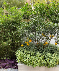 150ƽ�Ĵ�ƽ��Ҳ��150ƽ�Ĵ�԰��ÿ�λؼҶ��Ǿ�ϲ