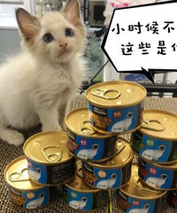 捡到布偶的时候它才8两重,并且还伴随着猫瘟,现在越长越乖了