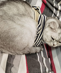 想着天气变冷了趁双十二给猫主子买了一件衣服,结果买家秀翻车了
