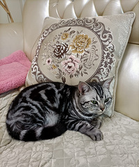 ����һֻѩ����һֻ���̣����̼�ֱ�Ǻ���ů����������Բ����