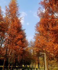 ȻĳɽƺĸоɫҲ̫˰ɣҪƱ