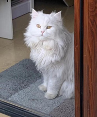 我家的猫是狮子猫和金吉拉的串,但是没想到颜值这么高,性格也好