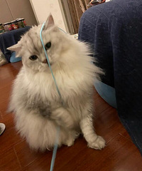 猫最近不爱吃猫粮,宁愿饿一天也要等着我晚上到家给它喂罐头