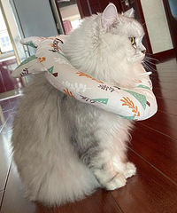 猫最近不爱吃猫粮,宁愿饿一天也要等着我晚上到家给它喂罐头