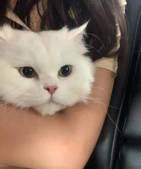 我家的猫是狮子猫和金吉拉的串,但是没想到颜值这么高,性格也好
