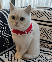 看到别的猫戴着圣诞围脖我也给它买了一个,可它戴上后就自闭了