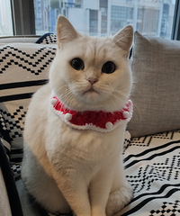 看到别的猫戴着圣诞围脖我也给它买了一个,可它戴上后就自闭了