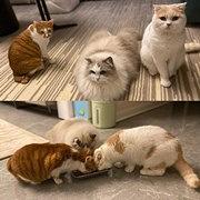 一屋三猫,人生圆满